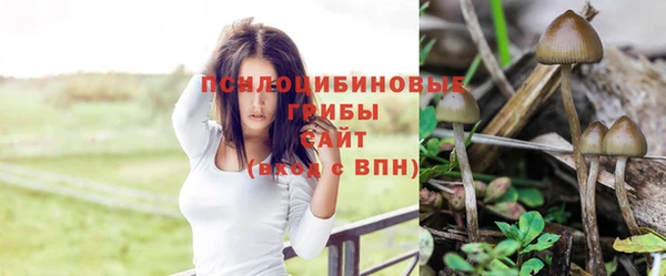сатива Баксан